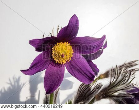 Closeup Shot Of Beautiful Purple Spring Flower Pasqueflower (pulsatilla X Gayeri Simonk.) With Yello