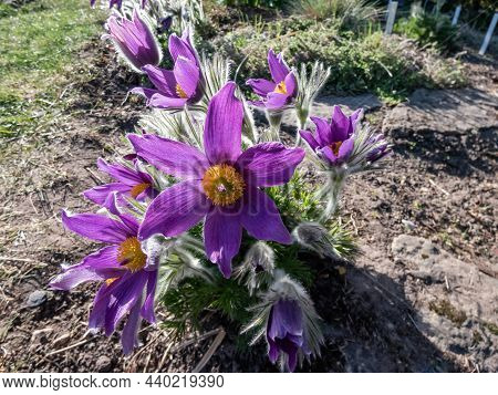 Closeup Shot Of Beautiful Purple Spring Flower Pasqueflower (pulsatilla X Gayeri Simonk.) With Yello