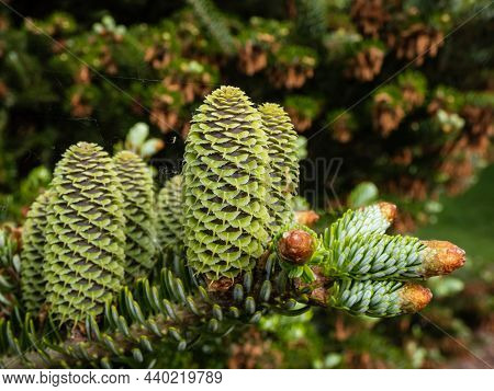 Green Cones That Appear Upright Of Korean Fir (abies Koreana) 'horstmann's Silberlocke' Evergreen Co