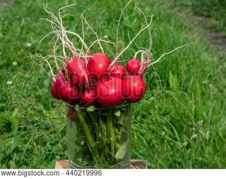 Closeup Of Big, Ripe, Red-pink Radish Plant (raphanus Raphanistrum Subsp. Sativus) Edible Roots Gath