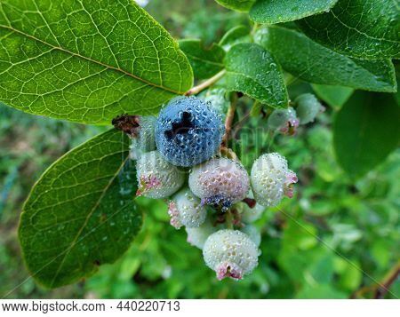 Cultivated Blueberries Or Highbush Blueberries Growing On Branches In Various Stages Of Maturation -