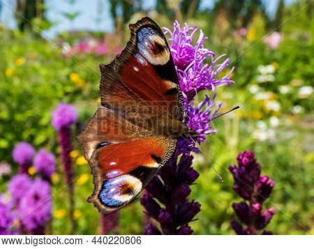 Close-up Of Beautiful Colourful Butterfly - European Peacock Butterfly (aglais Io) On Purple Flower 
