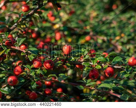 Evergreen Shrub With Small, Glossy, Dark Green Leaves And Bright Red Fruits Of Bearberry Cotoneaster