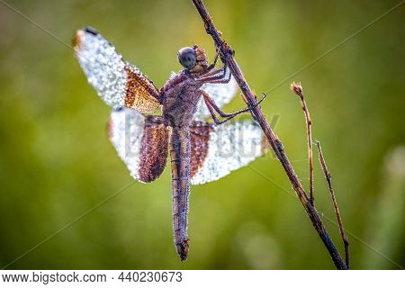 A Female Widow Skimmer (libellula Luctuosa) Paitiently Waits For The Sunshine To Dry All The Dew Dro