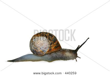 Lumaca striscianti