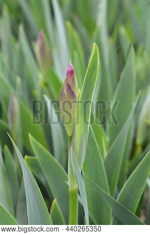 Illyrian Iris Flower Bud - Latin Name - Iris Illyrica