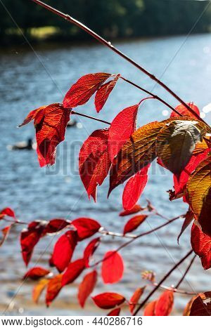 Vertical Photo Of Red Japanese Snowball (viburnum Plicatum F. Tomentosum) Leaves At Late October At 