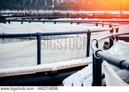 Fish Farm For Breeding For Rainbow Trout And Salmon Fry In Net Cages. Concept Aquaculture Piscicultu
