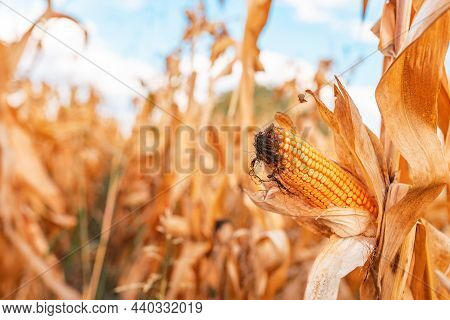 Close Up Of Dent Corn Ear In Maize Crops Field, Selective Focus