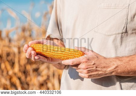 Farmer Holding Harvested Ear Of Corn In Field, Selective Focus