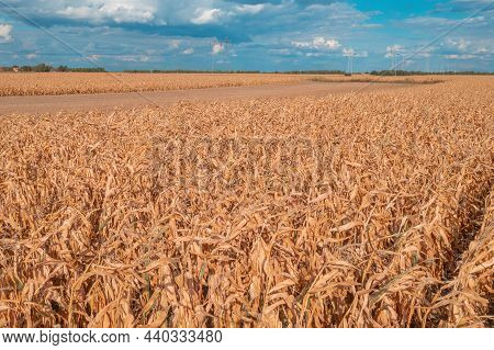 Aerial Shot Of Dent Corn Field From Drone Pov, Harvest Ready Ripe Maize Crops Plantation