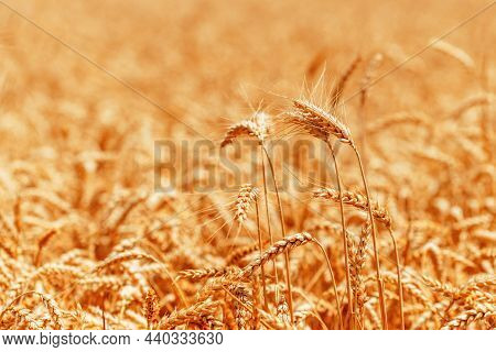 Ripe Harvest Ready Wheat Crops Field In Summer, Cereal Plant Cultivation, Selective Focus