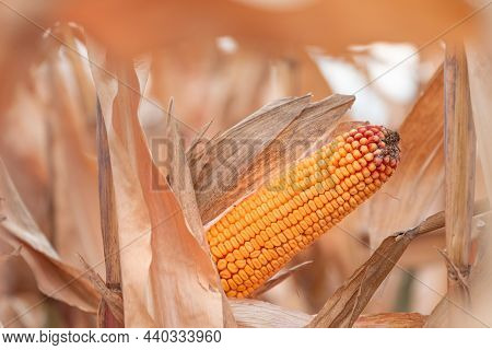 Close Up Of Corn Ear In Maize Crops Field, Selective Focus