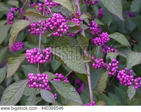 Callicarpa Japonica Or Japanese Beautyberry Branch With Leaves And  Large Clusters Purple Berries Wi
