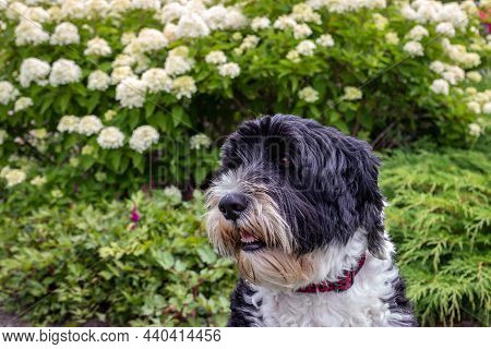 Portrait Of A Portuguese Water Dog Sitting In The Garden On A Summer Day