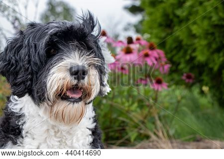 Black And White Portuguese Water Dog Sitting Beside A Garden With Pink Coneflowers On A Summer Day