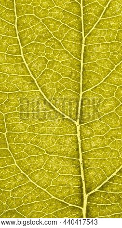 Leaf Of Fruit Tree Close Up. Vivid Yellow Mosaic Pattern Of Veins And Plant Cells. Mobile Phone Wall