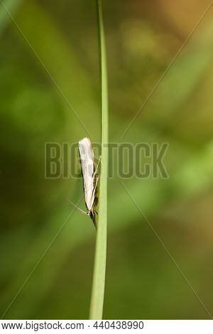 A Moth, Web Moth On The Leaf Of A Grass.