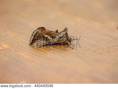 A Close-up Of An Owl Moth, Butterfly.