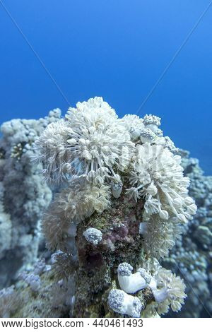 Colorful Coral Reef At The Bottom Of Tropical Sea, White  Pulsating Xenid Coral On A Background Of B
