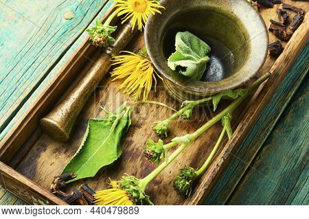 Elecampane Root Tincture