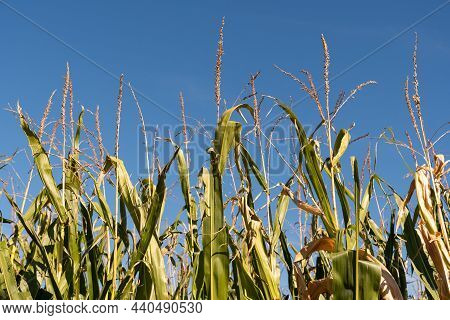 Schaan, Liechtenstein, October 14, 2021 Maize Field In Late October On A Sunny Day