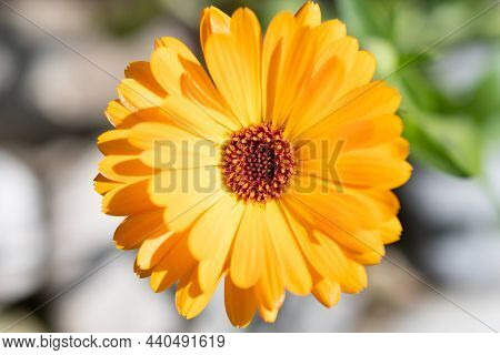 Ruggell, Liechtenstein, September 25, 2021 Blossom Of A Lovely Yellow Flower In A Domestic Garden