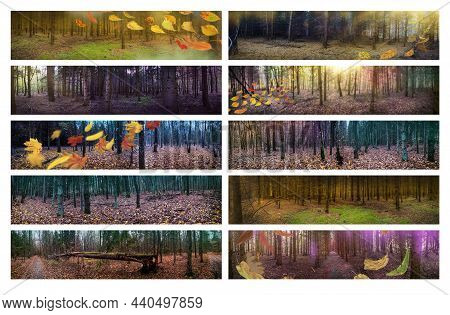Autumn Leaves Falling In Forest In Autumn Wide Format Photo. Panoramic Banners Set.
