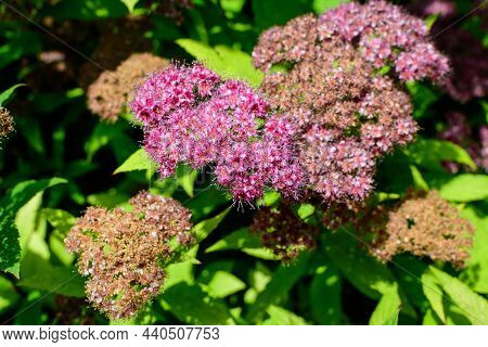 Close Up Of Large Branch With Delicate Pink Flowers Of Spiraea Nipponica Genpei Shrub In Full Bloom 