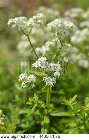 European Bedstraw White Flowers - Latin Name - Galium Rubioides