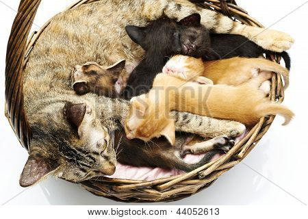 cat