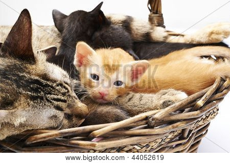 cat