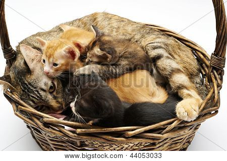 cat