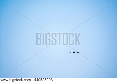 Common Swift, Apus Apus, Flying With Clear Blue Sky Background On A Sunny Summer Day.