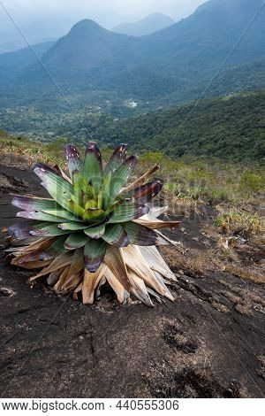 Bromeliad On The Bare Rock Of Monte De Milho, A Granite Mountain In The Brazilian Coastal Mountain R