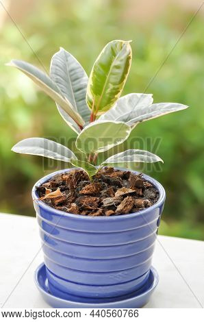 Decora Tree, Indian Rubber Tree Or Rubber Plant Or Variegated Indian Rubber Plant