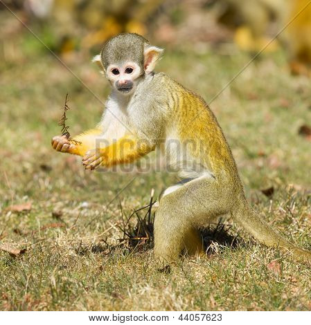 Squirrel Monkey (saimiri Boliviensis)