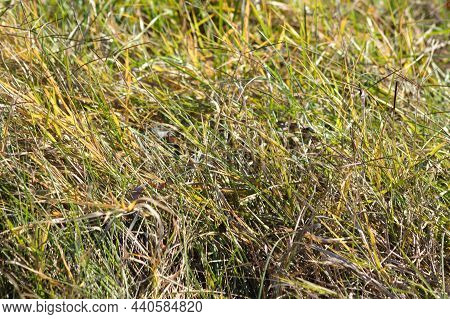 Smooth Cordgrass Close-up View With Selective Focus On Foreground