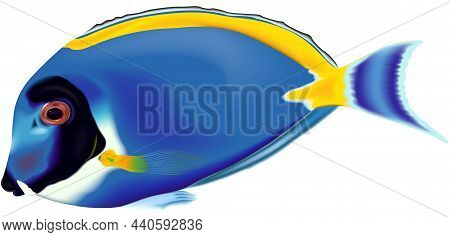 Powder Blue Tang Fish (acanthurus Leucosternon) - Colored And Realistic Illustration Isolated On Whi