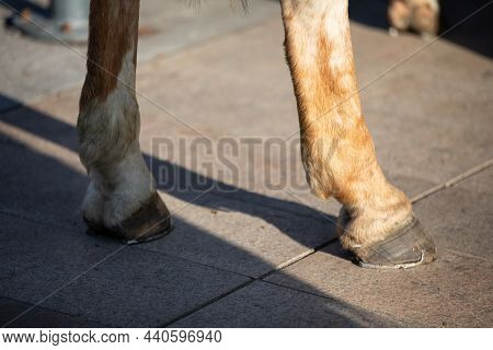The Horses Two Front Legs Are Shod With Steel Horseshoes. A Sunny Day.