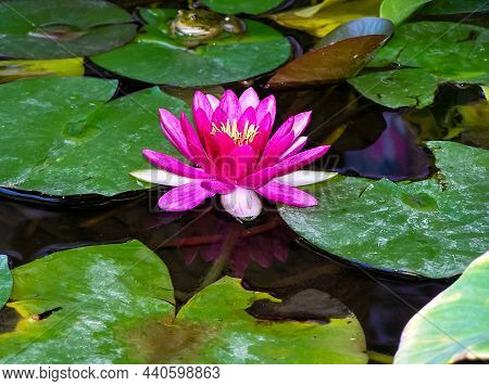 Pink Lotus Flower In The Lake.beautiful Lotus Flower On The Water After Rain In Garden.the Lotus Rad