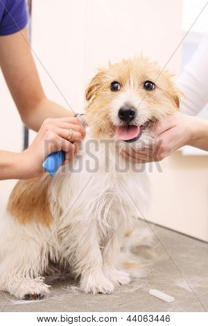Jack Russell Terrier immer seine Haare cu