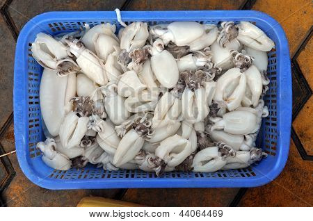Frische Tintenfische in einem Fischmarkt