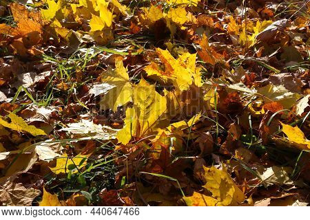 Beautiful Autumn Background, Close-up Of Fallen Leaf Of Maple Tree Glowing In Sunlight