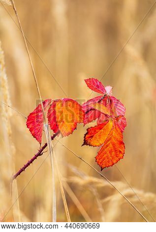 Autumn Red Foliage Thornbush In Ochre High Dry Grass. Plant Detail