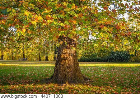 Old Plane Tree At Autumn. Castle Park Budatin Near By Zilina, Slovakia, Europe.