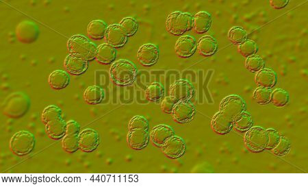 Bacteria Pediococcus, 3D Illustration