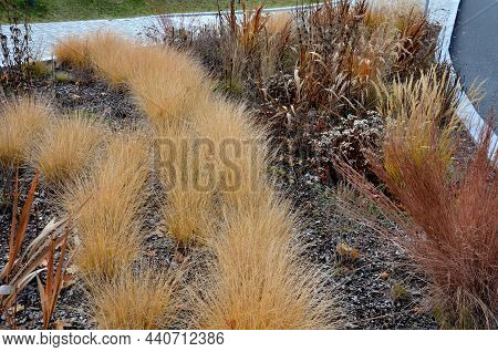 Is Native To Prairies And Woods From Maine To Alberta And Idaho, And South To Florida And Arizona. D