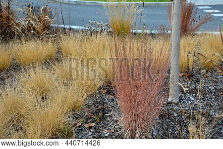 Is Native To Prairies And Woods From Maine To Alberta And Idaho, And South To Florida And Arizona. D