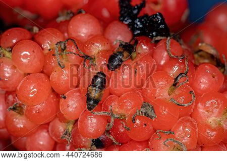 Adult Sap-feeding Beetle Of The Genus Carpophilus Eating Mulberries